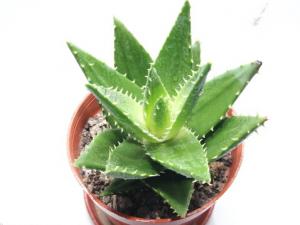 蘆薈怎么養？蘆薈養殖的注意事項