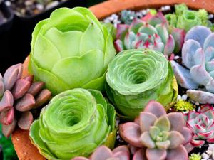 多肉植物怎么養？如何給多肉植物澆水？