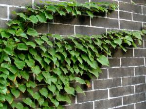 室內種植物對人體有哪些好處？芳香植物的作用