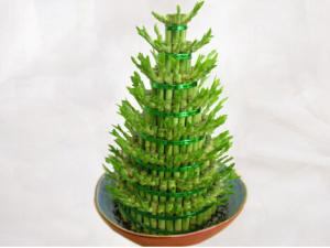 富貴竹葉子發黃怎么辦？富貴竹怎么水養？