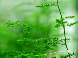 文竹葉子發黃怎么辦-文竹怎么養？