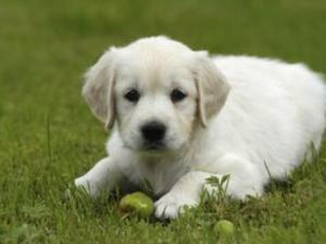 小狗嘔吐怎么回事？小狗拉稀嘔吐怎么辦？