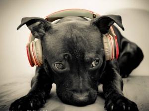 小狗鼻子干是怎么回事？小狗鼻子干怎么辦？