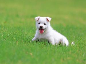 小狗翻腸子怎么回事？小狗翻腸子怎么辦？