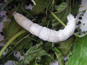 蠶寶寶怎么養？如何喂養蠶寶寶？