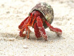 寄居蟹怎么養？養殖寄居蟹注意事項