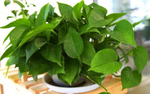 綠蘿有毒嗎 綠蘿吸甲醛嗎 綠蘿葉子發黃怎么辦