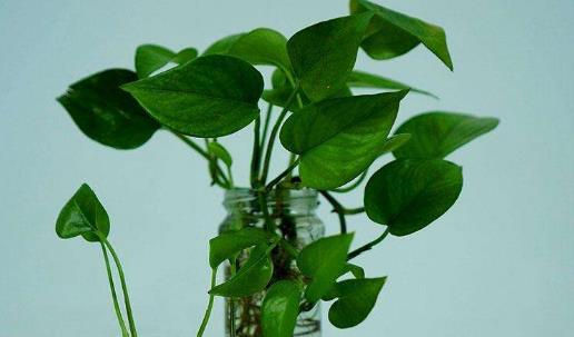 綠蘿有毒嗎 綠蘿吸甲醛嗎 綠蘿葉子發黃怎么辦