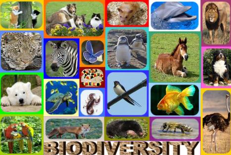 5月22日是什么日子？國際生物多樣性日的由來