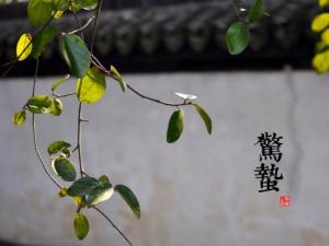 驚蟄是什么時候？二十四節氣之驚蟄的由來與含義