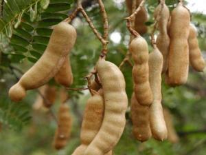 孕婦能吃酸角嗎？孕婦吃酸角有什么好處