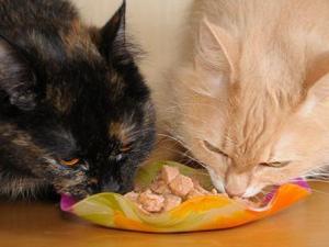 ʮ��؈�ZƷ�����а��а� ʲô���ӵ�؈�Z��