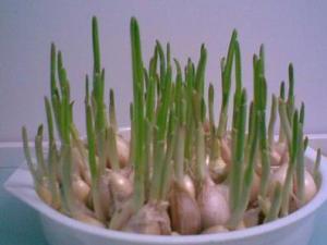 大蒜發芽了能吃嗎？冬季忌長期食用大蒜