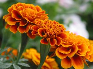 萬(wàn)壽菊對(duì)家居環(huán)境的影響-萬(wàn)壽菊與家居風(fēng)格的搭配