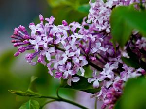 丁香花對家居環(huán)境的影響-丁香花的風(fēng)水學(xué)應(yīng)用