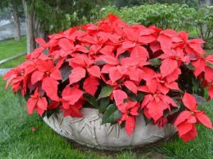 一品紅的介紹-一品紅的風水學應用