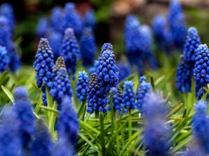 風信子對家居環(huán)境的影響-風信子的風水學(xué)應(yīng)用