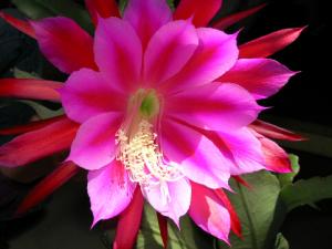 令箭荷花對家居環境的影響-令箭荷花的介紹