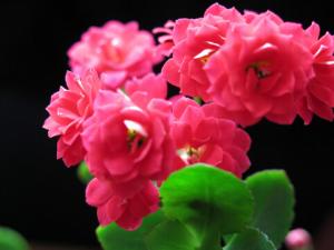 長壽花與家居風格的搭配-長壽花的風水學應(yīng)用