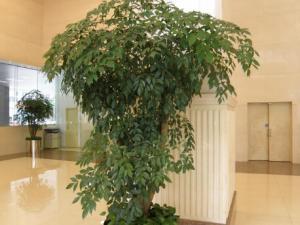 幸福樹對家居環境的影響-幸福樹的風水學應用