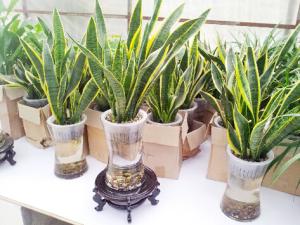 虎皮蘭對家居環境的影響-虎皮蘭的風水學應用