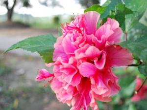 扶桑對(duì)家居環(huán)境的影響-扶桑與家居風(fēng)格的搭配