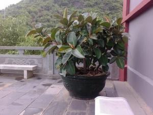 橡皮樹的養殖方法-橡皮樹的風水學應用