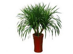 龍血樹對家居環境的影響-龍血樹的作用