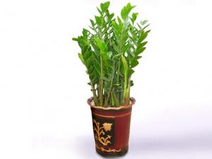 金錢樹對家居環境的影響-金錢樹的風水學應用