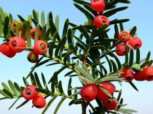 紅豆杉對家居環境的影響-紅豆杉的作用