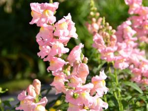 金魚草與家居風格的搭配-金魚草的風水學應用