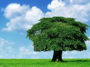 搖錢樹的風(fēng)水學(xué)應(yīng)用-搖錢樹的養(yǎng)殖方法