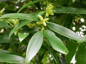 竹柏的風水學應用-竹柏的養殖方法