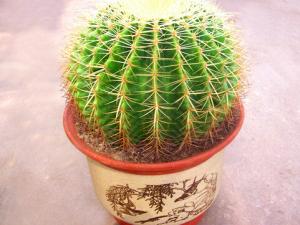 金琥與家居風格的搭配-金琥的風水學應用