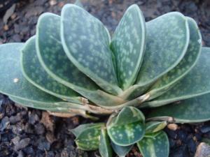 十二卷的風水學(xué)應(yīng)用-十二卷的養(yǎng)殖方法