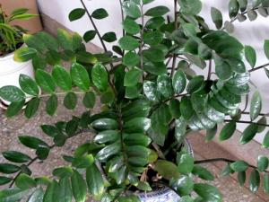 翡翠木的風水學應用-翡翠木在家居中的作用