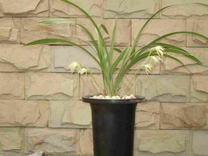 秋蘭與家居風格的搭配-秋蘭在家居中的作用