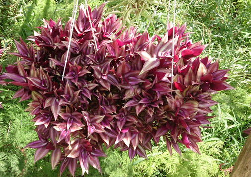 ����÷�c�Ҿ��L(f��ng)��Ĵ���-����÷�ڼҾ��е�����