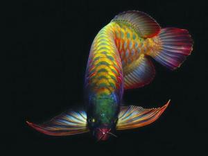 龍魚的基本介紹-龍魚的風水學應用