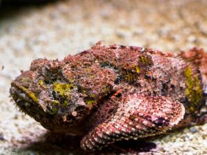 石頭魚的風水學應用-石頭魚的魚缸擺放位置