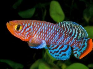 鳉魚的風水學應用-鳉魚的品種介紹