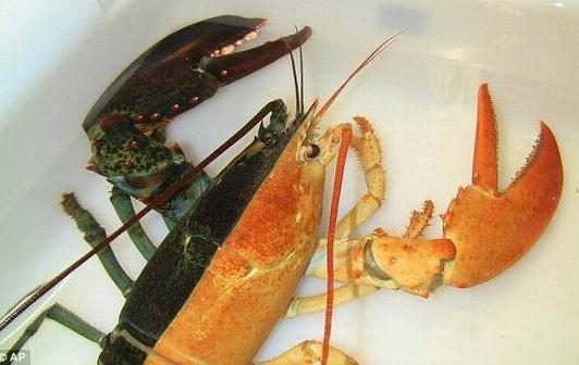 雙色龍蝦:美國漁民馬薩諸塞州海域捕獲罕見奇特雙色對稱龍蝦