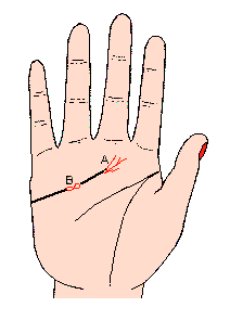 感情線之末端有短毛毛