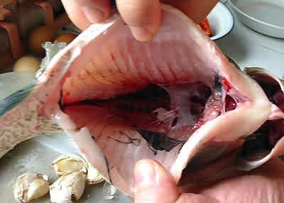 怎么去除手上的魚(yú)腥味？手上的魚(yú)腥味去除方法