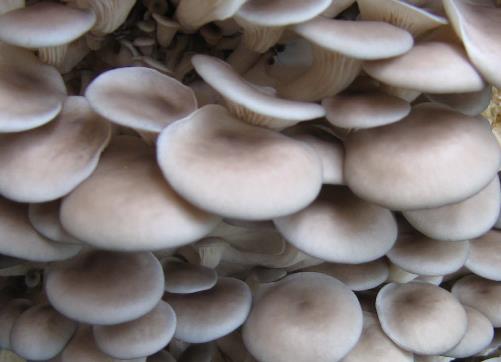 怎樣清洗平菇最干凈？平菇的清洗方法