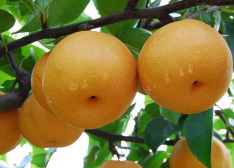 如何挑選梨？吃梨的注意事項(xiàng)