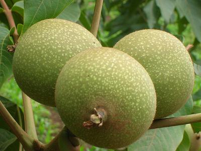 核桃的營養(yǎng)價值