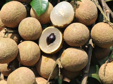 龍眼吃多了會(huì)怎么樣?龍眼與桂圓的區(qū)別