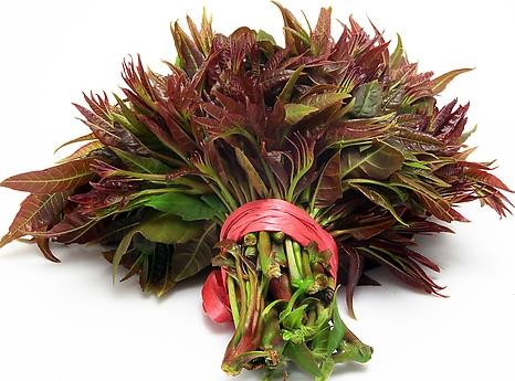 吃香椿好嗎？香椿的營(yíng)養(yǎng)價(jià)值