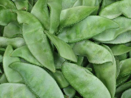 吃扁豆好嗎?扁豆的營(yíng)養(yǎng)價(jià)值-扁豆的功效與作用